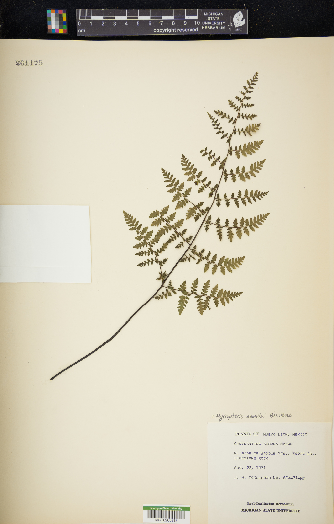 Myriopteris aemula image