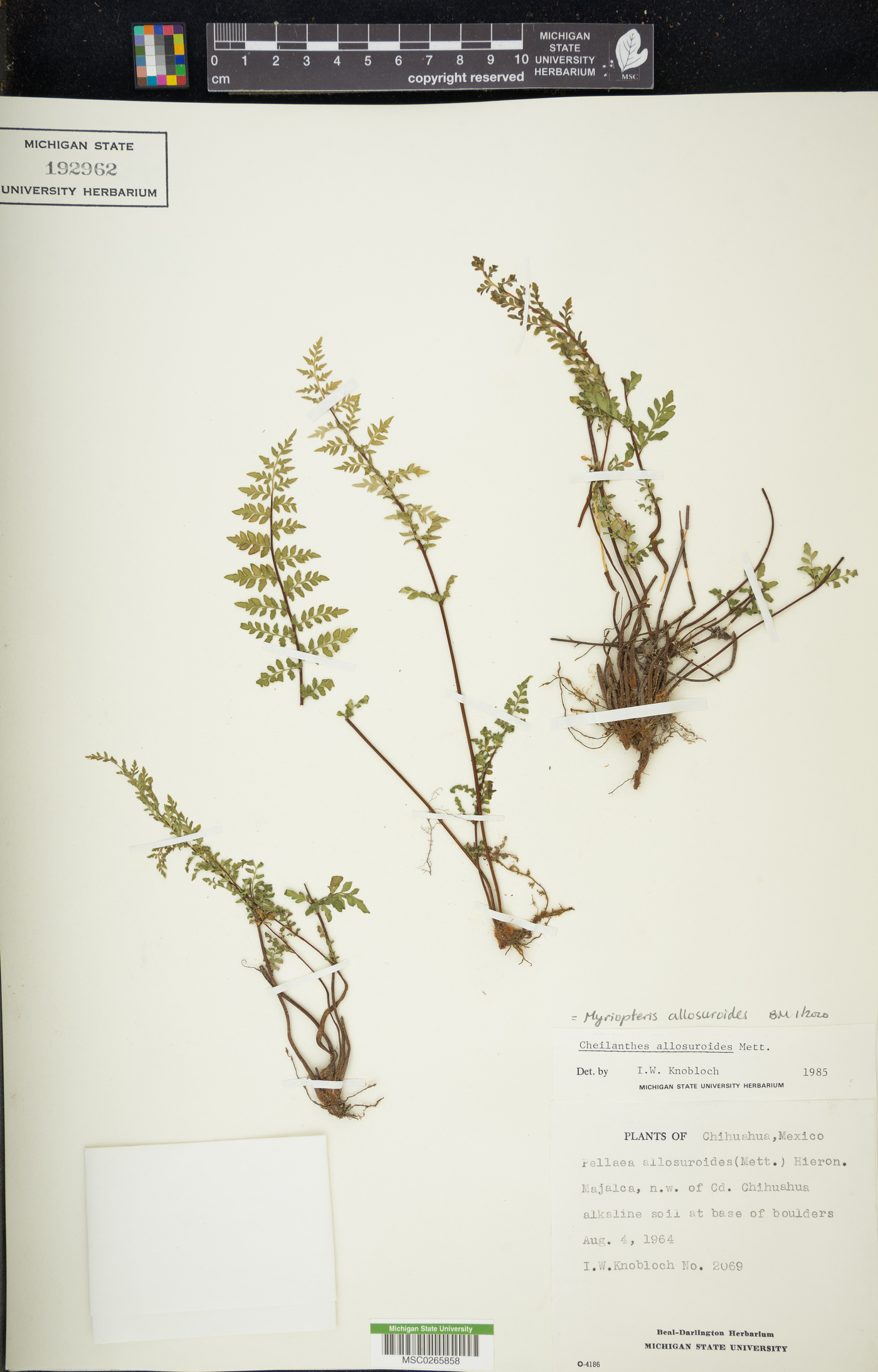 Myriopteris allosuroides image