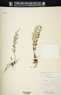 Myriopteris allosuroides image