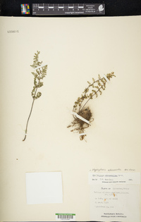 Myriopteris allosuroides image