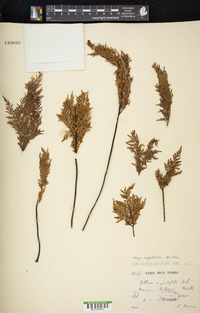 Gaga angustifolia image