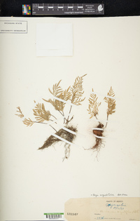 Gaga angustifolia image