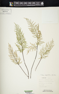 Gaga angustifolia image