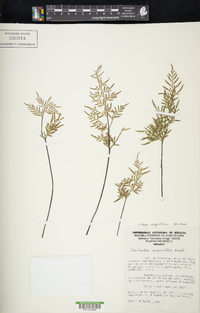 Gaga angustifolia image