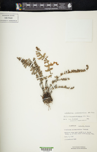 Notholaena aschenborniana image