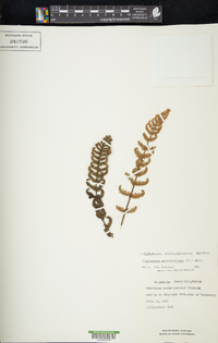 Notholaena aschenborniana image