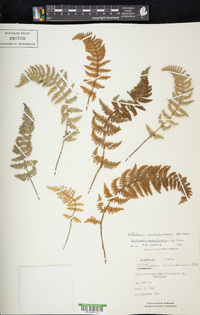 Notholaena aschenborniana image