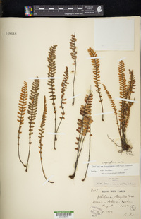 Myriopteris aurea image