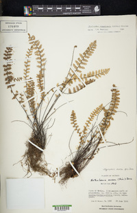 Myriopteris aurea image