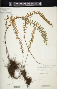 Myriopteris aurea image