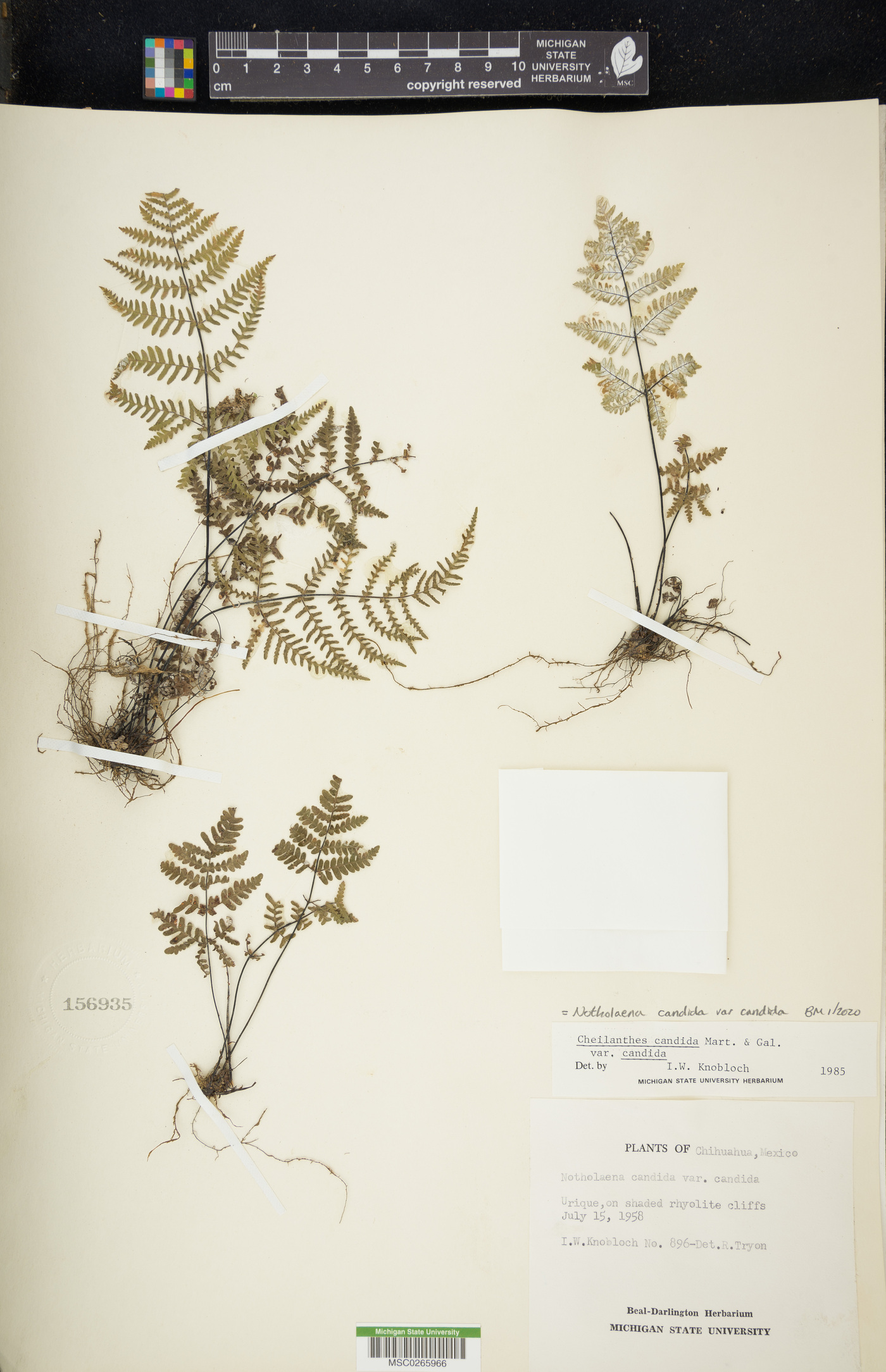 Notholaena candida var. candida image