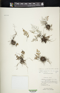 Notholaena candida image