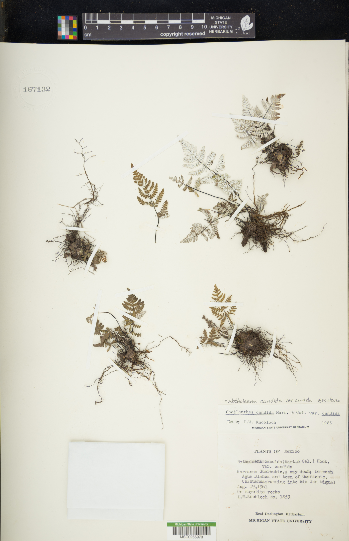 Notholaena candida var. candida image