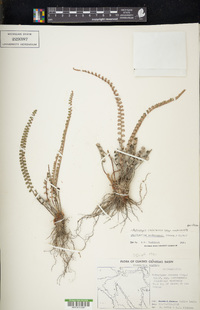 Astrolepis cochisensis image