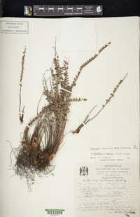 Astrolepis cochisensis subsp. cochisensis image