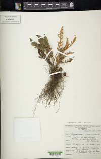 Myriopteris rufa image