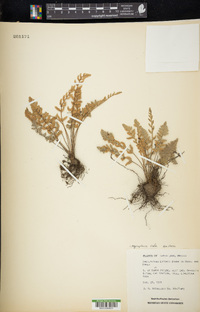 Myriopteris rufa image