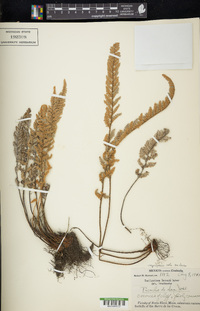 Myriopteris rufa image