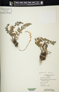 Myriopteris rufa image