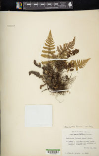 Aleuritopteris farinosa image