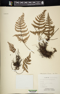 Aleuritopteris farinosa image