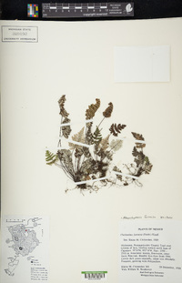 Aleuritopteris farinosa image