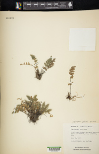 Myriopteris gracilis image