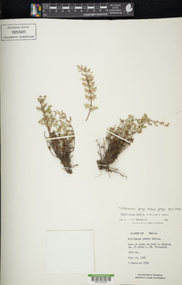 Notholaena grayi subsp. grayi image