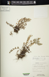 Notholaena grayi image