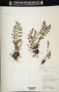 Notholaena grayi subsp. grayi image