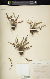 Notholaena greggii image