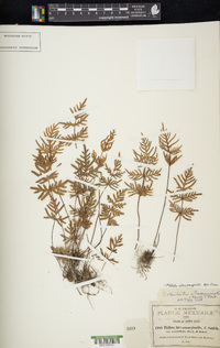 Mildella intramarginalis image