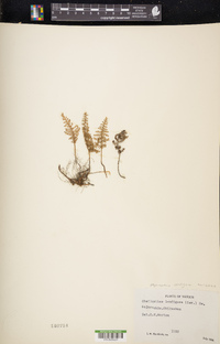 Myriopteris lendigera image