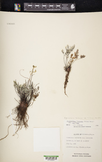 Argyrochosma limitanea subsp. limitanea image