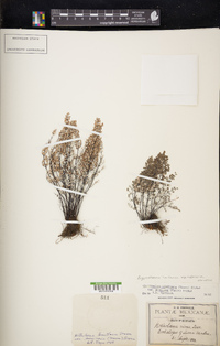 Argyrochosma limitanea subsp. mexicana image