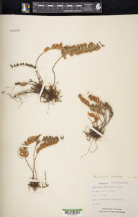 Myriopteris lindheimeri image