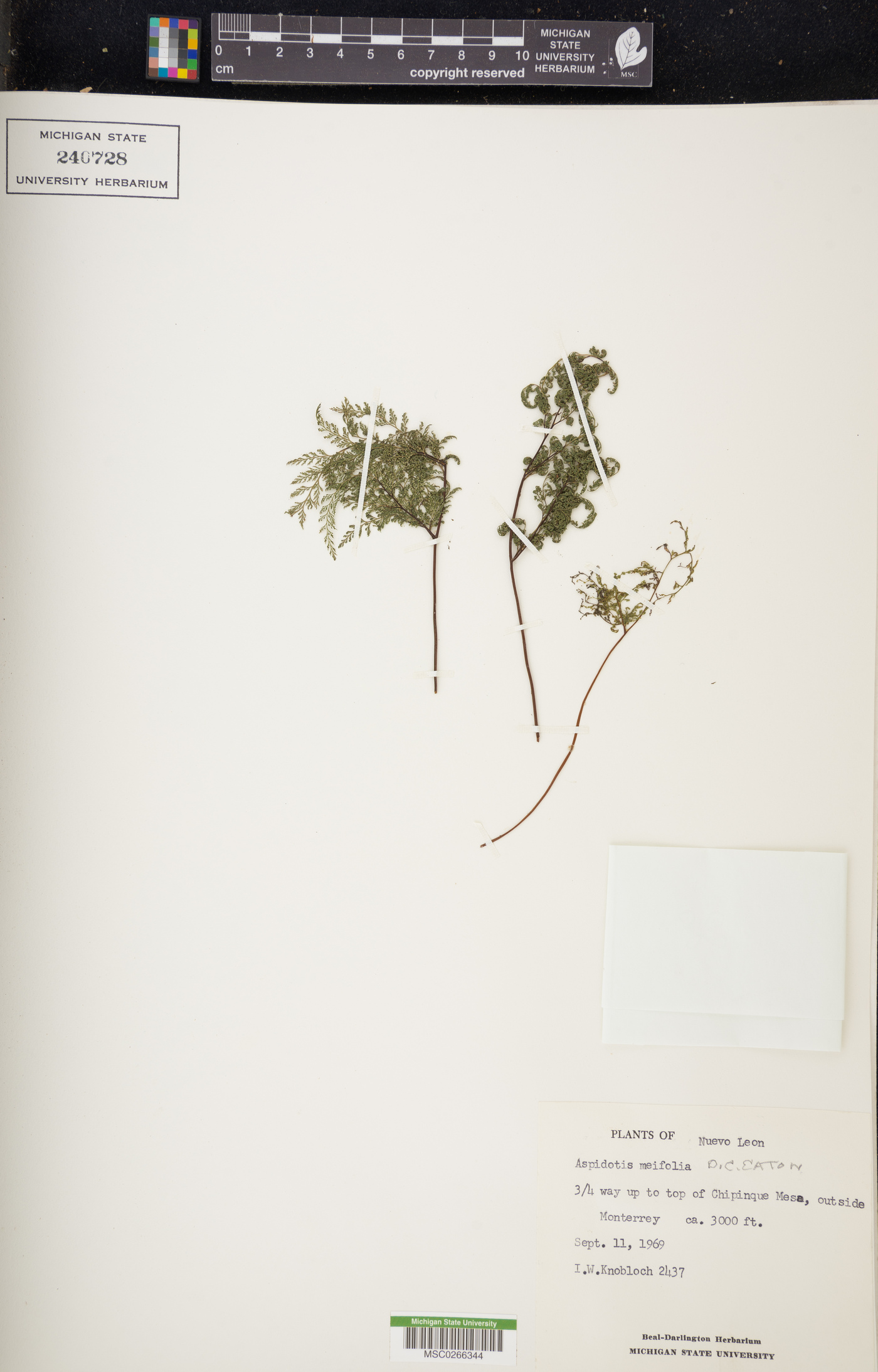 Aspidotis meifolia image