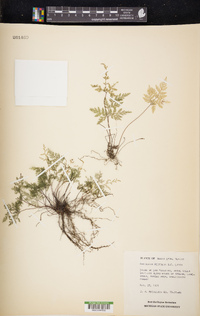 Aspidotis meifolia image