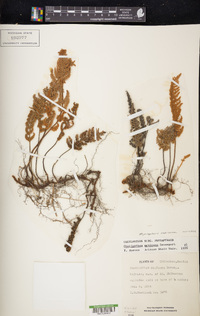 Myriopteris mexicana image