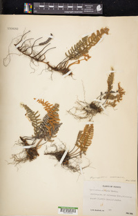 Myriopteris mexicana image