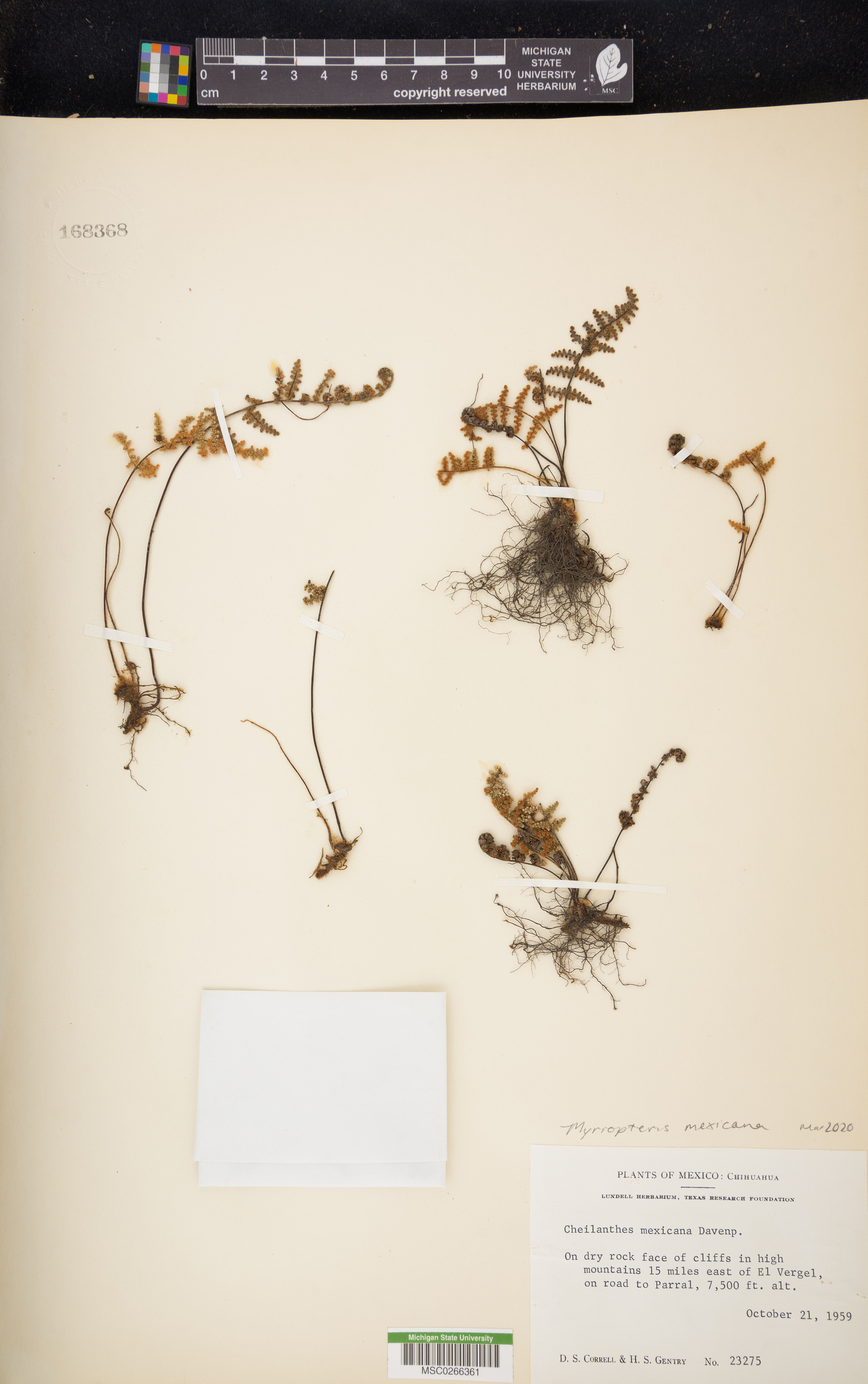 Myriopteris mexicana image