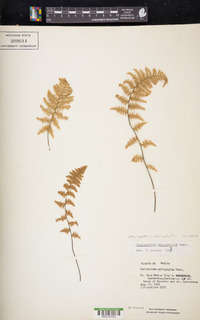 Myriopteris myriophylla image