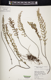 Myriopteris notholaenoides image
