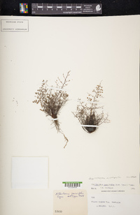 Argyrochosma microphylla image