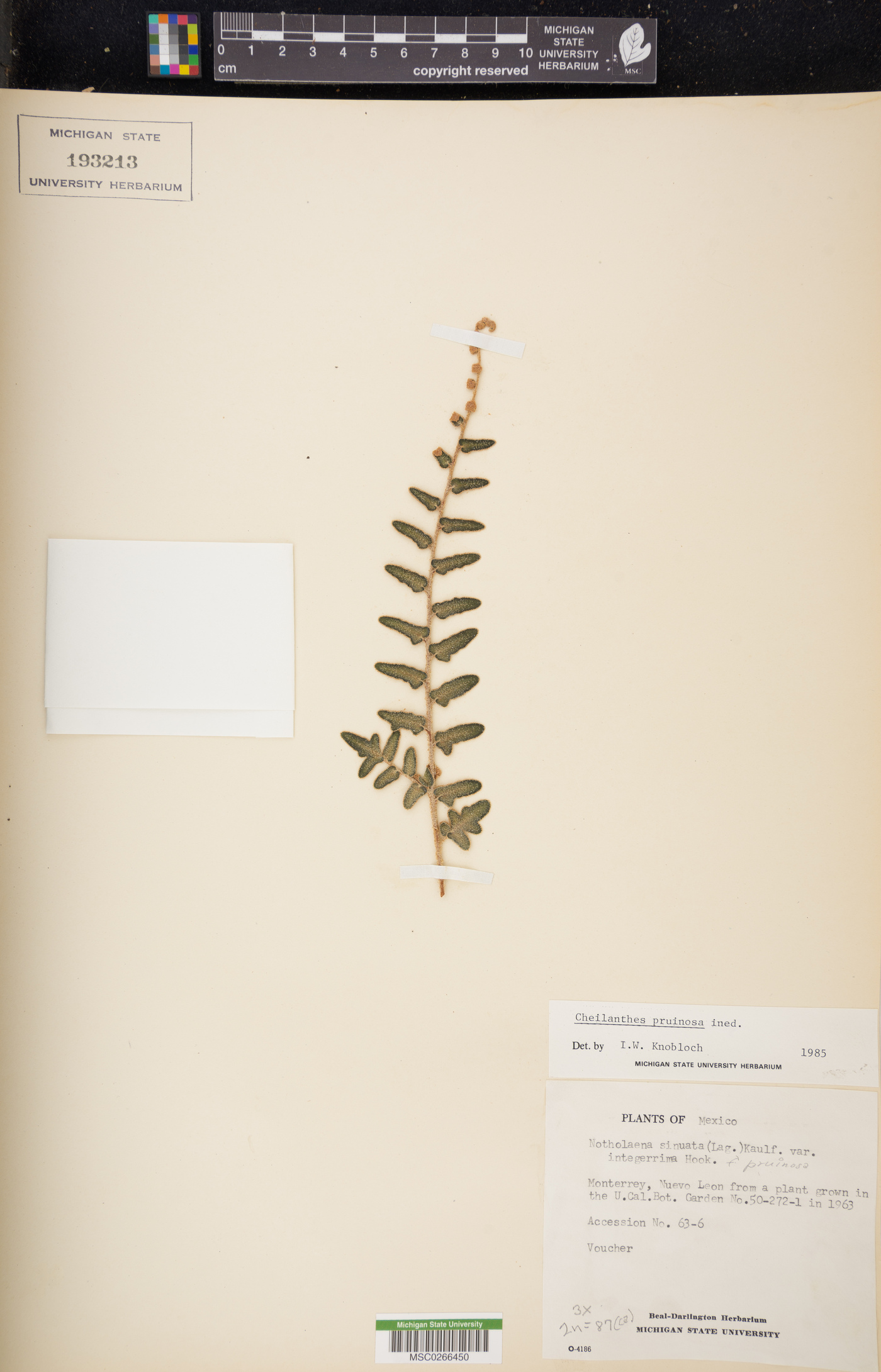Cheilanthes pruinata image