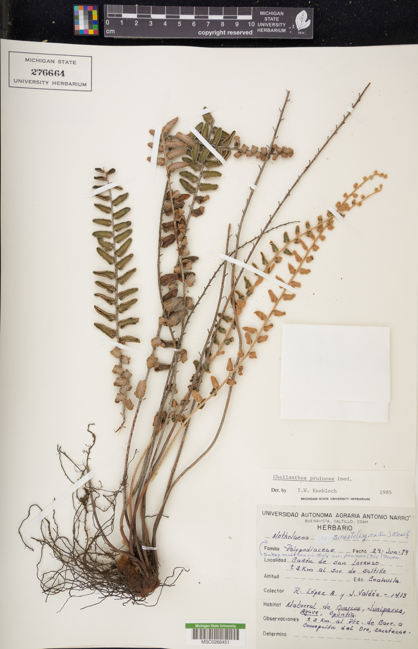 Cheilanthes pruinata image