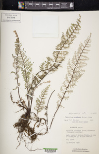 Myriopteris rufa image