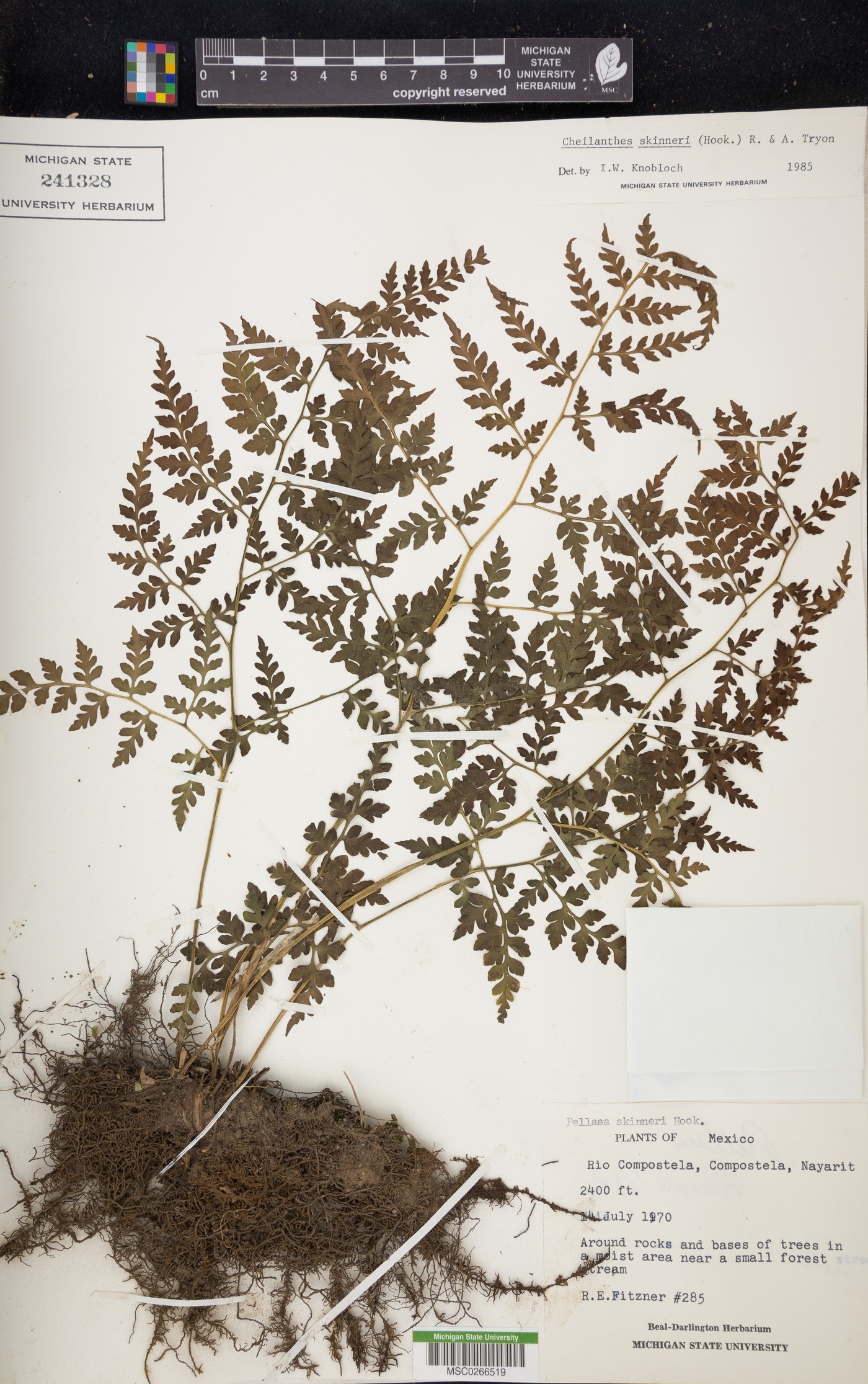 Cheilanthes skinneri image