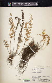 Myriopteris tomentosa image