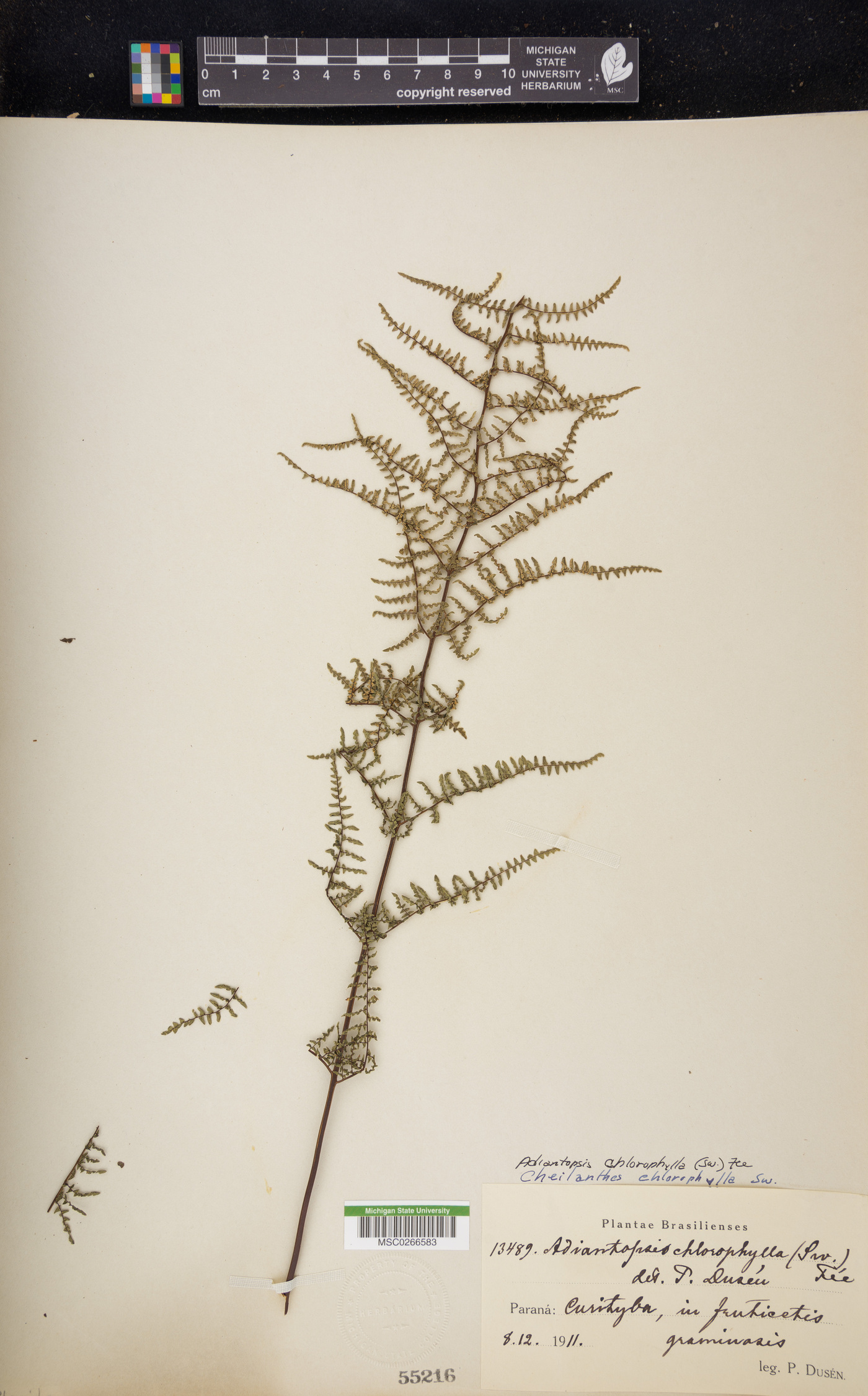 Adiantopsis chlorophylla image